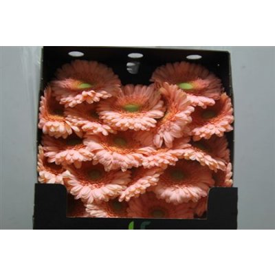 Gerbera Mi Diamond Maria