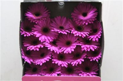 Gerbera Mi Diamond Marine