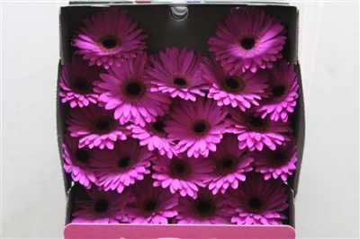 Gerbera Mi Diamond Marine