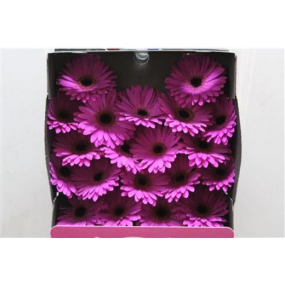 Gerbera Mi Diamond Marine