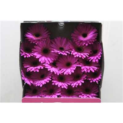 Gerbera Mi Diamond Marine