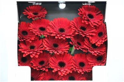 Gerbera Mi Diamond Masserati