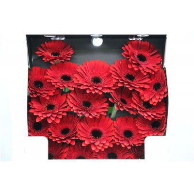 Gerbera Mi Diamond Masserati