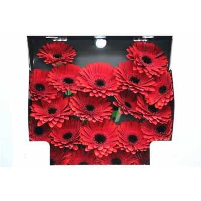 Gerbera Mi Diamond Masserati