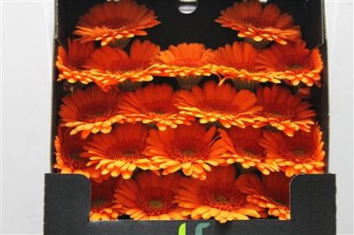 Gerbera Mi Diamond Max