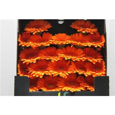 Gerbera Mi Diamond Max