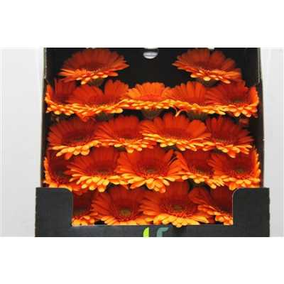 Gerbera Mi Diamond Max