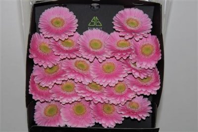 Gerbera Mi Diamond Milo