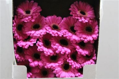 Gerbera Mi Diamond Miracle