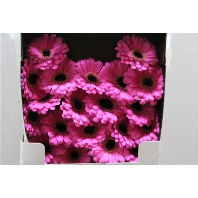 Gerbera Mi Diamond Miracle