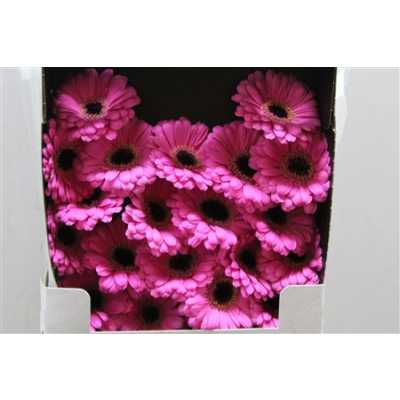 Gerbera Mi Diamond Miracle