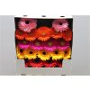 Gerbera Mi Diamond Mixed