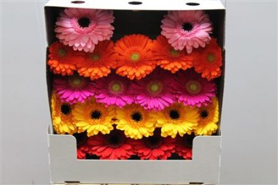 Gerbera Mi Diamond Mixed