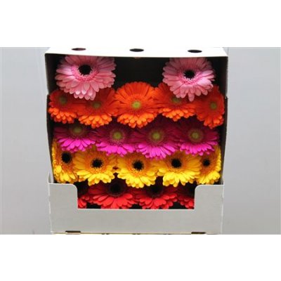 Gerbera Mi Diamond Mixed