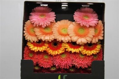 Gerbera Mi Diamond Mixed Elite