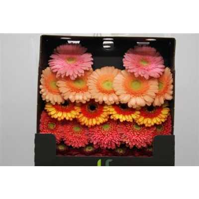 Gerbera Mi Diamond Mixed Elite