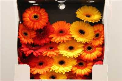 Gerbera Mi Diamond Mixed Orange