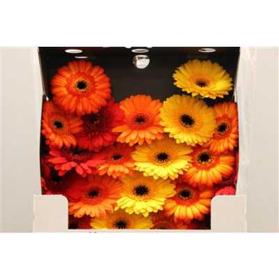 Gerbera Mi Diamond Mixed Orange