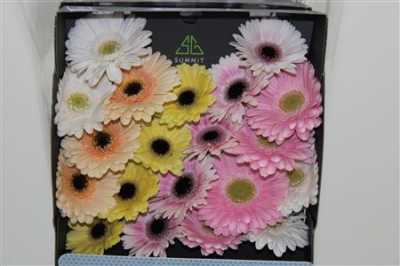 Gerbera Mi Diamond Mixed Pastel