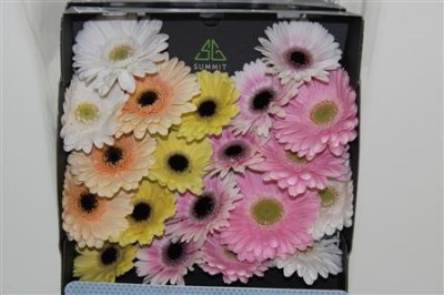 Gerbera Mi Diamond Mixed Pastel