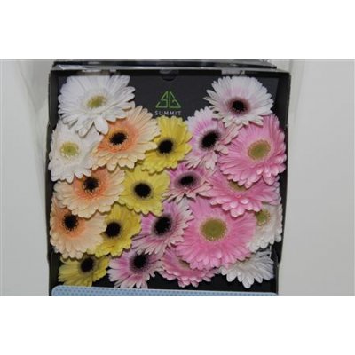 Gerbera Mi Diamond Mixed Pastel