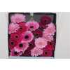 Gerbera Mi Diamond Mixed Purple