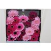 Gerbera Mi Diamond Mixed Purple