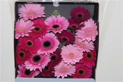 Gerbera Mi Diamond Mixed Purple