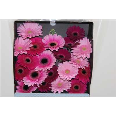Gerbera Mi Diamond Mixed Purple