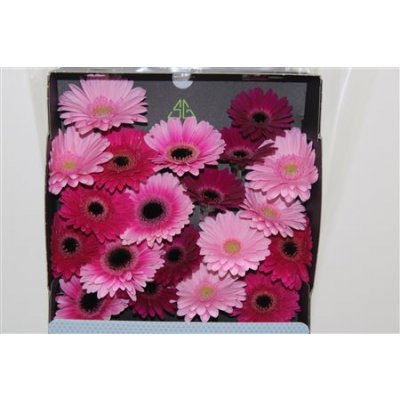 Gerbera Mi Diamond Mixed Purple