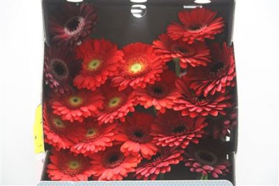 Gerbera Mi Diamond Mixed Red