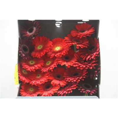 Gerbera Mi Diamond Mixed Red