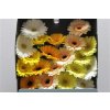 Gerbera Mi Diamond Mixed Yellow