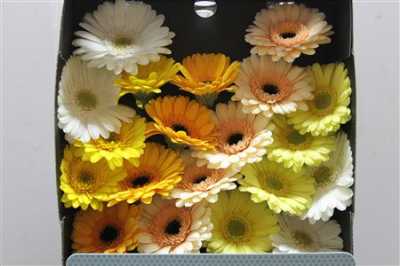 Gerbera Mi Diamond Mixed Yellow