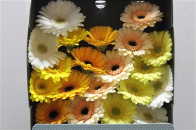 Gerbera Mi Diamond Mixed Yellow