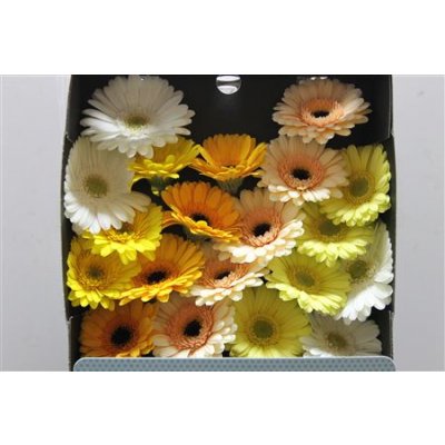 Gerbera Mi Diamond Mixed Yellow
