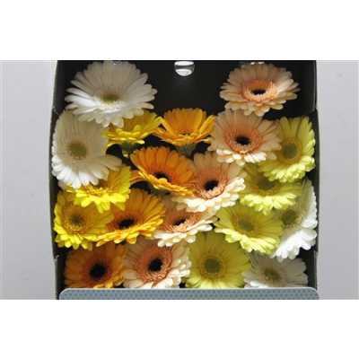 Gerbera Mi Diamond Mixed Yellow