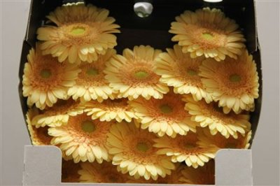 Gerbera Mi Diamond Moét