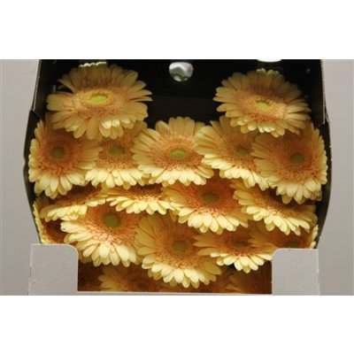 Gerbera Mi Diamond Moét