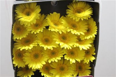 Gerbera Mi Diamond Moreno