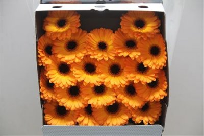 Gerbera Mi Diamond Nacho