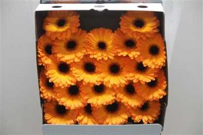 Gerbera Mi Diamond Nacho