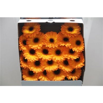 Gerbera Mi Diamond Nacho