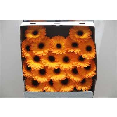 Gerbera Mi Diamond Nacho
