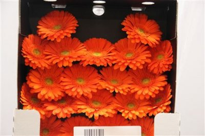 Gerbera Mi Diamond Navelino