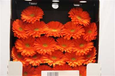 Gerbera Mi Diamond Navelino