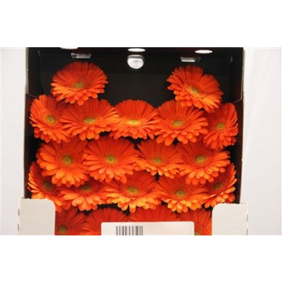 Gerbera Mi Diamond Navelino