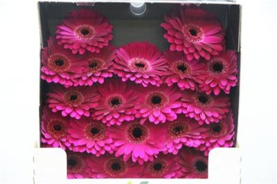 Gerbera Mi Diamond Navy