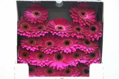 Gerbera Mi Diamond Navy