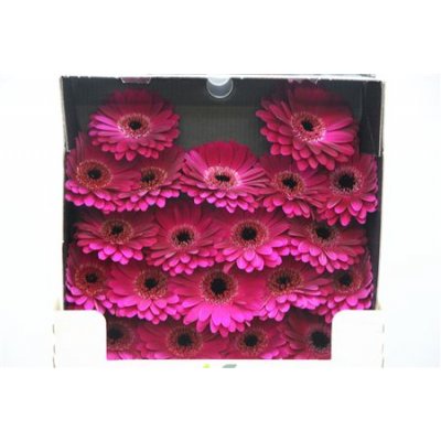 Gerbera Mi Diamond Navy
